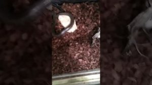 Колумбийский радужный удав на охоте