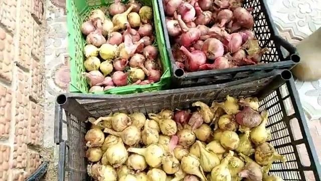 ВПЕЧАТЛЕНИЕ о ЛУКЕ СТАРООБРЯДЧЕСКОМ