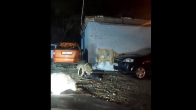 Волки в Башкирии смотреть онлайн