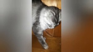 Воспитать котёнка так, чтобы он умел выполнять команды