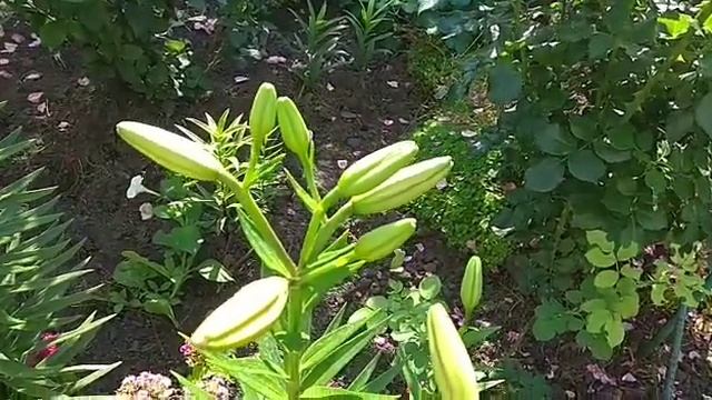 Лилии, первые распустившиеся. Обзор цветника сегодня. смотреть онлайн