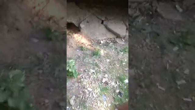 Ловим кролика смотреть онлайн