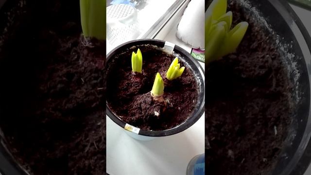 Посадка луковичных гиацинтов дома часть 2 смотреть онлайн