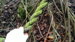 Лиана Обвойник греческий (Periploca graeca) в комфортных для него условиях😲