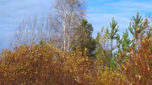 Природа России осенью. Тайга, цветы, поля. Золотая осень.