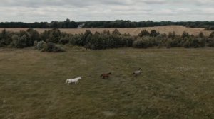 🤠МУЗЫКА БЕЗ АВТОРСКИХ ПРАВ🐎 СКАЧКИ НА ЛОШАДЯХ🐎CLIP ABOUT HORSES🐎COOL SONG🐎INTERESTING VIDEO🐎