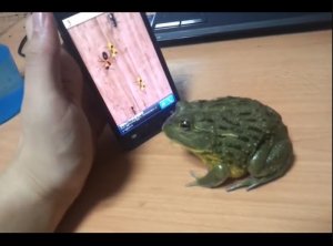 Кровожадный хищник на охоте