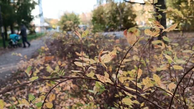 #Осень в #Пущино 2022 смотреть онлайн