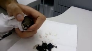 Нашли птенца стрижа. Что делать?Чем кормить птенца? Часть 2