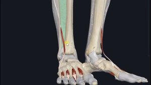 Третья малоберцовая мышца (m. fibularis tertius) 3D Анатомия