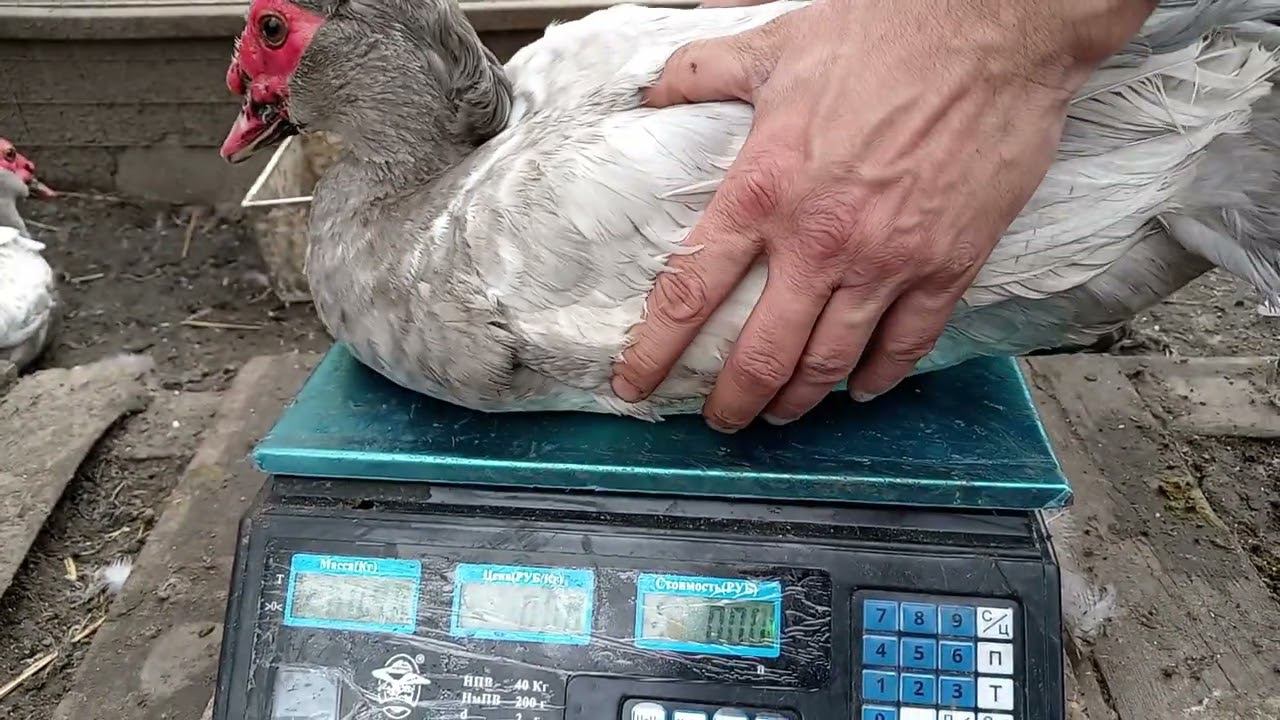 Сколько весит СЕРЕБРО смотреть онлайн