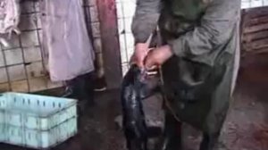Info - Animal Channel - Manteaux en Karakul - Un oeil sur le sacrifice des agneaux