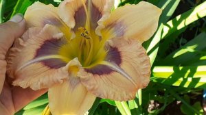 лилейник ЛЕПОРЕЛЛА (Ворошилова' 2020)