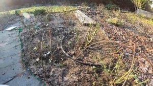 Завершающий этап зимнего укрытия роз  Эксперимент с мускусами