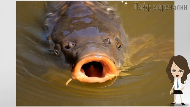 Секреты и советы по ловле сазана для начинающих! Что нужно знать при ловле сазана? смотреть онлайн