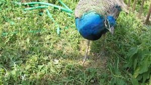 Какой-такой павлин-мавлин? Не видищь, мы кущаем!