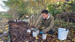 Planting liatris & clematis. Blazing star. Planting in a new border. Baltic Gardening