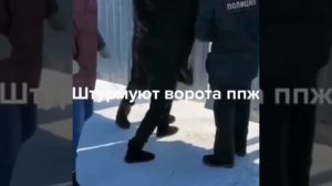 В якутском центре передержки перерезали горло сотне собак