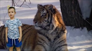 Красная книга.Амурский тигр.