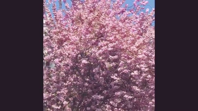 Lullaby by KHACHATURIAN Gayane ballet Noémie Combe  Lóry Aintablian