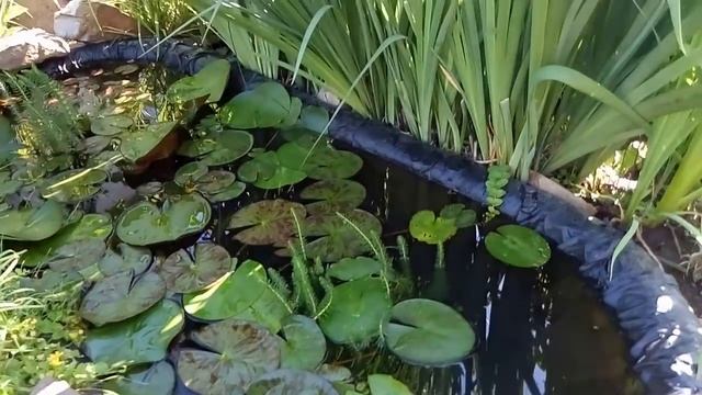 Декоративный прудик в саду, 11 июня. Правильный выбор места для прудика -залог цветения кувшинок. смотреть онлайн