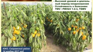 Новый перец Спрингбок F1! Высококачественные семена!