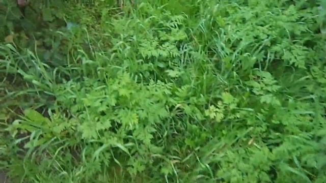 Калина - сладкоплодная . смотреть онлайн