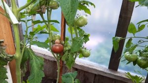 Проект гном томатный, томат Борония. Необычная окраска плода. Обзор томатов в теплице на 27.07.21