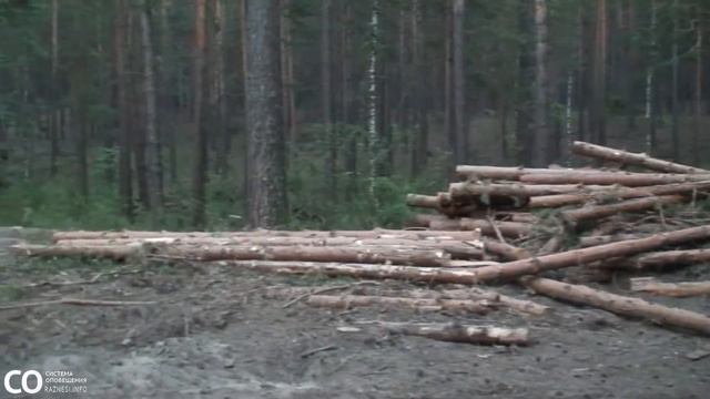 безжалостная вырубка леса в Караканском бору смотреть онлайн