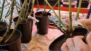 ПОСАДКА САЖЕНЦЕВ РОЗ В ГОРШКИ - МОЙ ЛЮБИМЫЙ СПОСОБ ПЕРЕДЕРЖКИ РОЗ ???