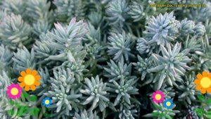 Очиток отогнутый Бллю спрусе. Краткий обзор, описание характеристик sedum reflexum Blue spruce