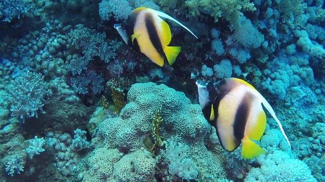 Diving 2019 FISH