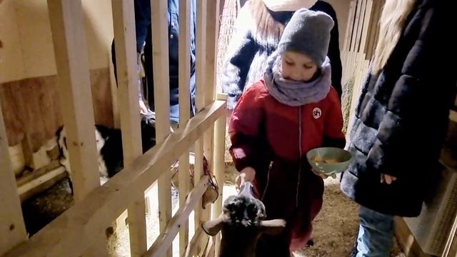 Как подкормить землю козьим навозом? Мыло из козьего молока.