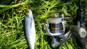 Малая речка. Мормышинг, следующие шаги.mp4