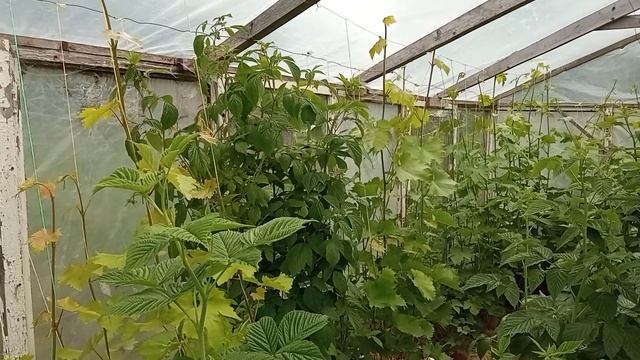 Мои теплицы для винограда и не только... (13 июня 2021 года) смотреть онлайн