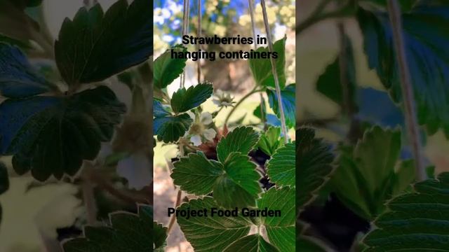 Strawberry blossoms in hanging containers-SE3-Project Food Garden