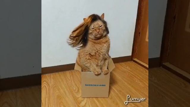 ВОЛОСАТЫЙ КОТИК