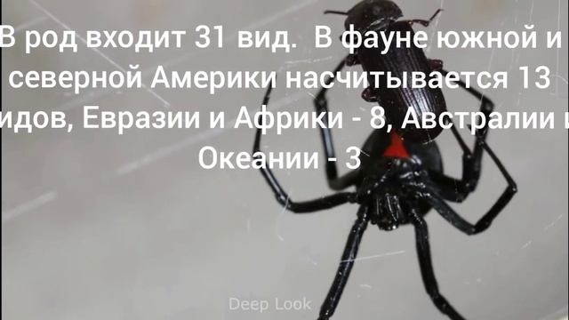 САМЫЙ опасный ПАУК АСТРАХАНИ И ЮГА РОССИИ - Каракурт (Черная Вдова) - Всё о ней смотреть онлайн