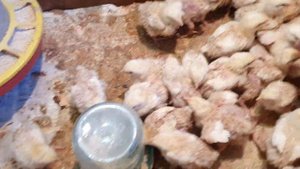 Утро 7-е. Плотность посадки цыплят бройлера имеет большое значение.