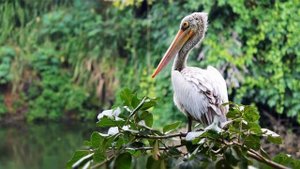 Звуки животных и птиц, для детей.  Комар, коза, собака.