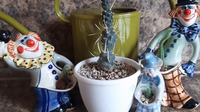 УБЕРИТЕ РОЛИК, НЕ ПОЗОРЬТЕСЬ! Тефрокактус. 29.08.2022. смотреть онлайн