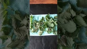 Лучшее средство для выращивания цыплят