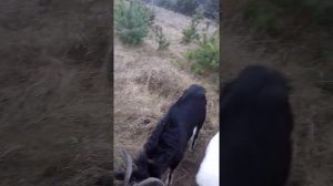 Как узнать сукозна коза или нет...