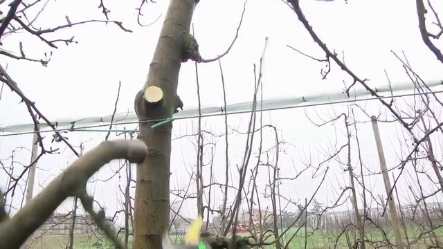 Ножницы электрические, для обрезки деревьев