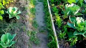 Выращивание капусты на высокой грядке