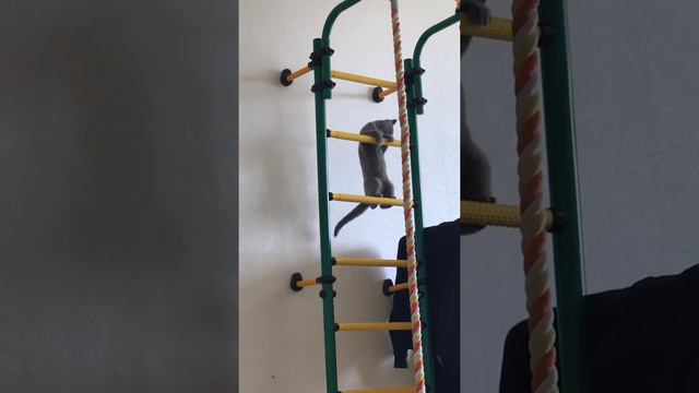 Кошка Соня и турник смотреть онлайн