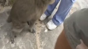 Макака "Васек"  в горах Камбоджи