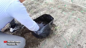 ОГУРЦЫ ВЫРАЩИВАНИЕ В ПАКЕТАХ! ВЯЖУТСЯ ПУЧКАМИ И БЫСТРО СОЗРЕВАЮТ