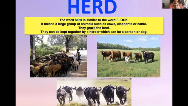 Catherine: Collective Nouns смотреть онлайн