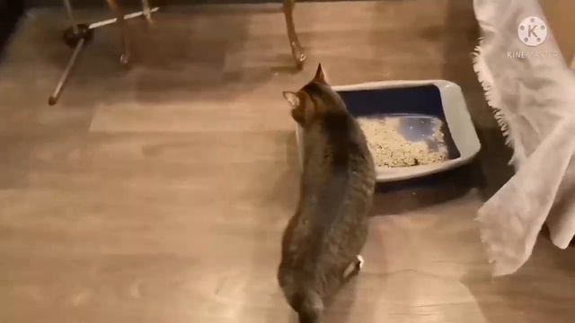 Не дали замерзнуть коту на улице!  Ура!